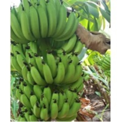 resources of Fresh Banana exporters