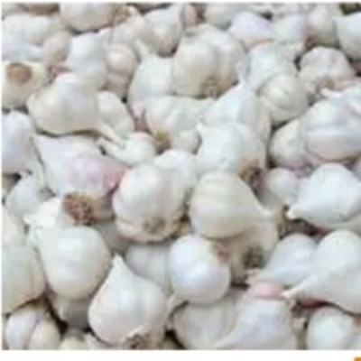 resources of Fresh Garlic exporters