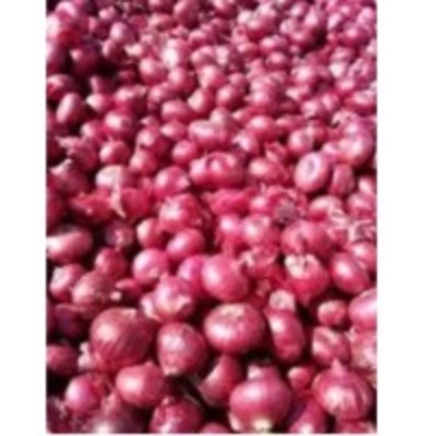 resources of Red Onion exporters