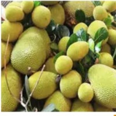 resources of Jack Fruit exporters