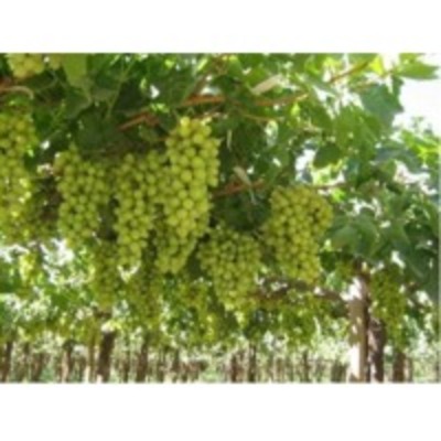resources of Fresh Grapes exporters