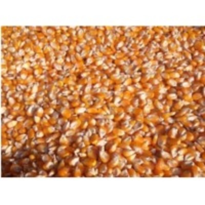 resources of Maize Seed exporters