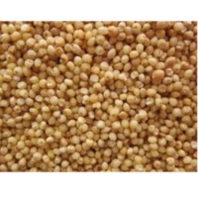 resources of Bajra Seed exporters