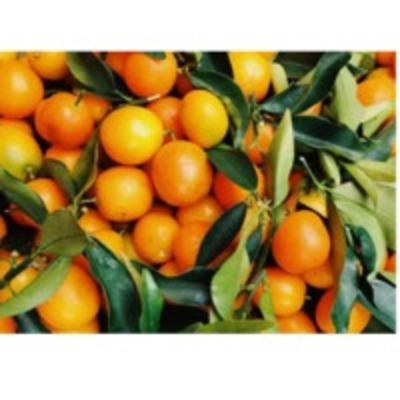 resources of Fresh Orange exporters
