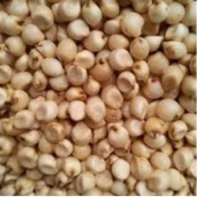 resources of White Jowar exporters