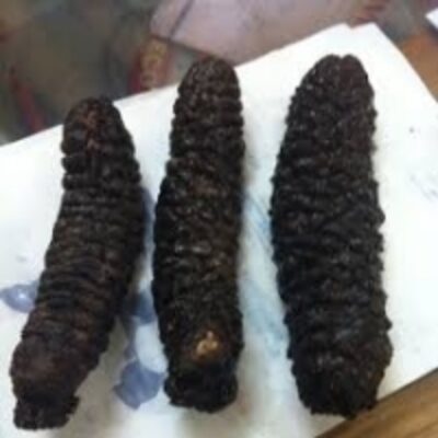 resources of Grade A Sea Cucumber And Fish Maw exporters