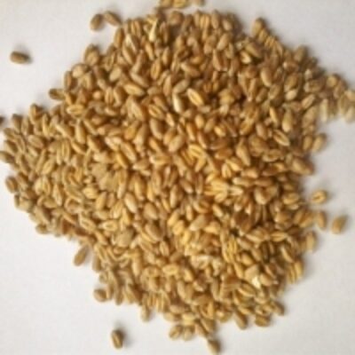 resources of Milling Wheat exporters