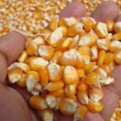 resources of Yellow Maize Corn exporters