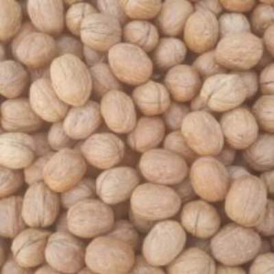 resources of Walnut (Whole) exporters
