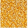 Maize Exporters, Wholesaler & Manufacturer | Globaltradeplaza.com