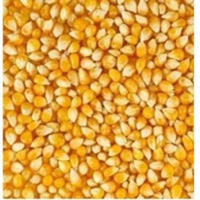 resources of Maize exporters