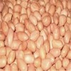 Peanuts Exporters, Wholesaler & Manufacturer | Globaltradeplaza.com