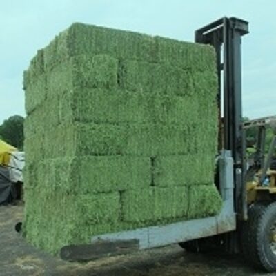 Top Quality Alfalfa Hay For Animal Feeding Exporters, Wholesaler & Manufacturer | Globaltradeplaza.com