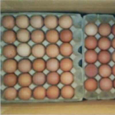 resources of Chicken Egg exporters