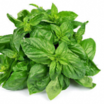 resources of Basil exporters