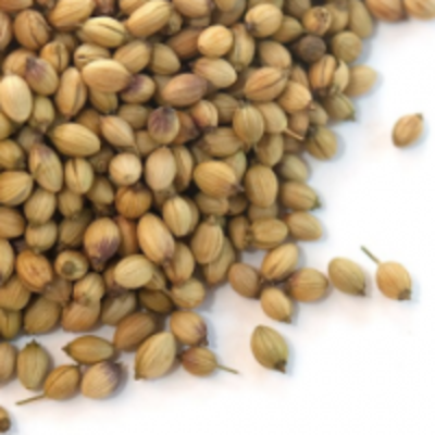 resources of Coriander Seeds exporters