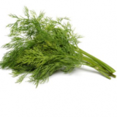 resources of Dill exporters