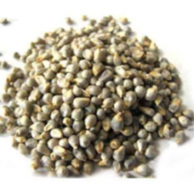 resources of Pearl Millet exporters
