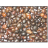 Palm Kernel Nut Exporters, Wholesaler & Manufacturer | Globaltradeplaza.com