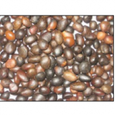 resources of Palm Kernel Nut exporters
