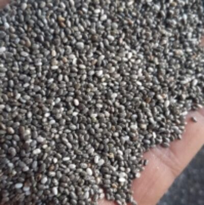 resources of Black Chia Seeds exporters