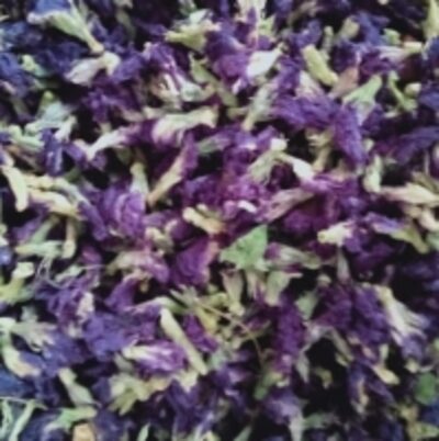 resources of Bluepea Butterfly Dry Flowers exporters