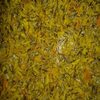Marigold Petals Dry Yellow Exporters, Wholesaler & Manufacturer | Globaltradeplaza.com