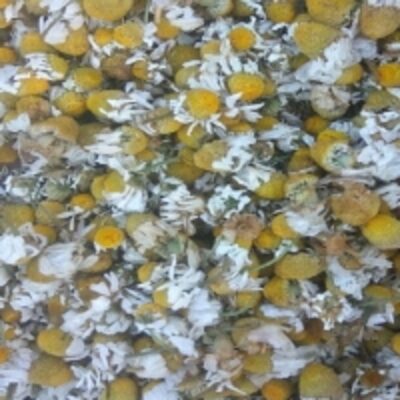 resources of Chamomile Dry Flowers exporters