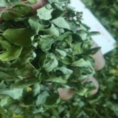 resources of Dry Moringa Leaves exporters