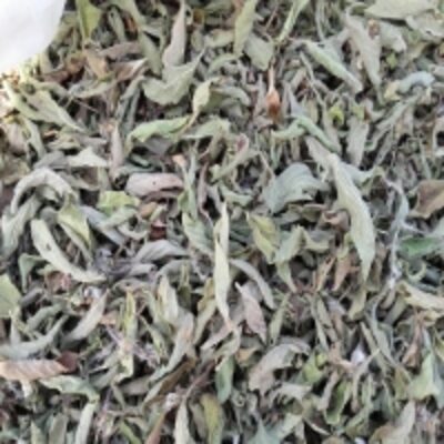 resources of Basil Leaves Dry (Ocimum Sanctum) exporters