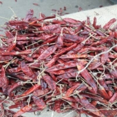 resources of Dry Red Chilly S17 exporters