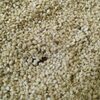 Unhulled White Sesame Seeds Exporters, Wholesaler & Manufacturer | Globaltradeplaza.com