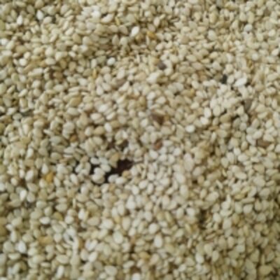 resources of Unhulled White Sesame Seeds exporters