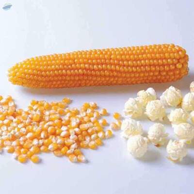 Pop Corn Kernels Exporters, Wholesaler & Manufacturer | Globaltradeplaza.com