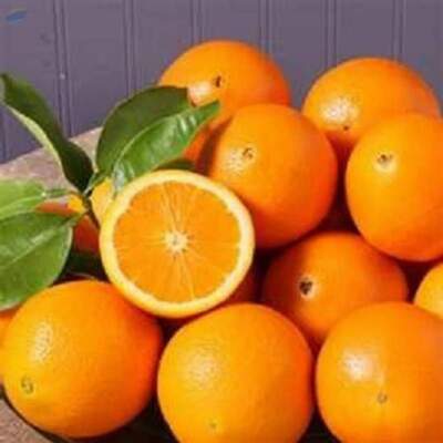 Orange Exporters, Wholesaler & Manufacturer | Globaltradeplaza.com