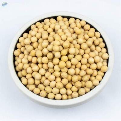 Soybeans Exporters, Wholesaler & Manufacturer | Globaltradeplaza.com