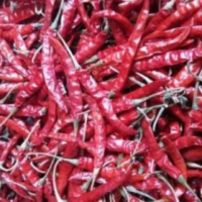 resources of Teja S17 Dried Red Chilli exporters