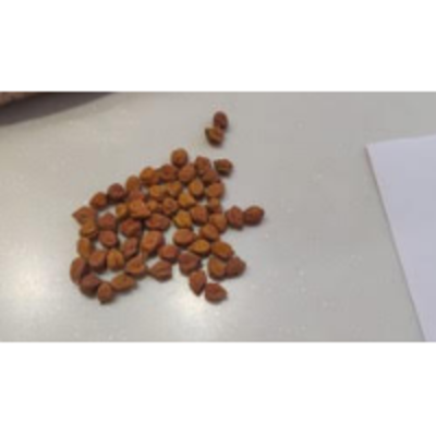 resources of Chickpeas (Brown) exporters