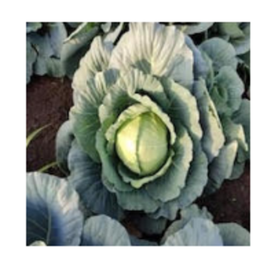 resources of Cabbage exporters