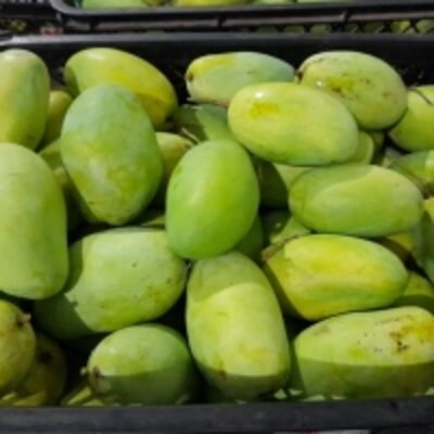 Fresh Mango Harum Manis Exporters, Wholesaler & Manufacturer | Globaltradeplaza.com