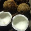 Semi Husk Coconut Exporters, Wholesaler & Manufacturer | Globaltradeplaza.com