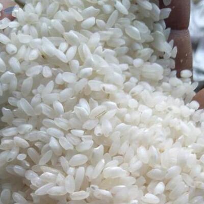 resources of Short Grain Rice Suppliers, Manufacturers exporters