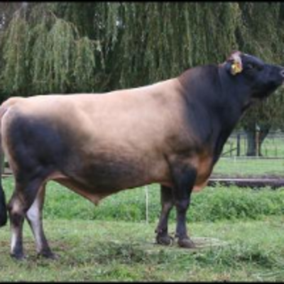 resources of Jersey Bulls For Breeding Purposes exporters