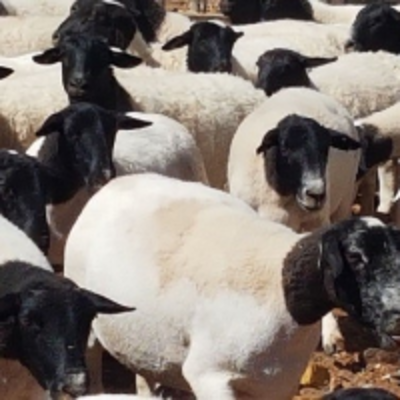 resources of Dorper Sheep Ewe exporters