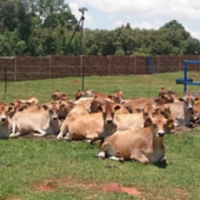 resources of Jersey Heifers Calf exporters