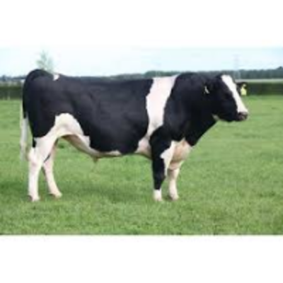 resources of Holstein/friesian Bulls For Breeding Purposes exporters