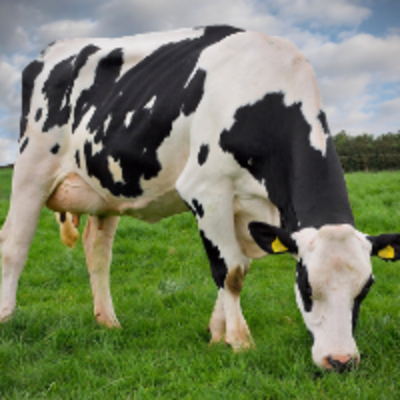 resources of Holstein/friesian Heifers Calf exporters