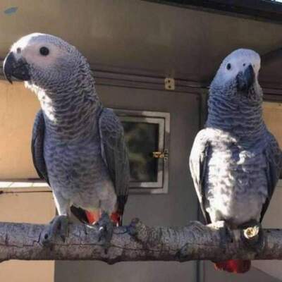 resources of African Grey Parrots exporters