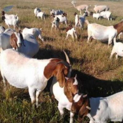 resources of Full Blood Boer Goats exporters
