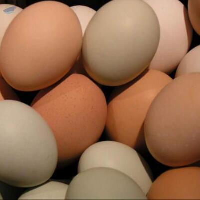 resources of Ostrich Eggs For Sale exporters